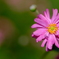 秋の花
