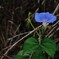 空色の花