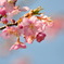 春ですよ～Ⅰ