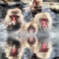 Hot spring Japanese monkey
