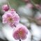 梅の花