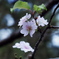10月桜