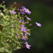 Hanging Basket