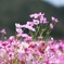 ふわふわ揺れる秋