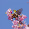 春の舞