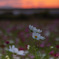 夕焼けの白い花