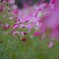 沢山秋桜３