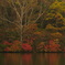 紅葉する早朝の水辺
