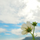 白い秋桜３