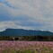 八面山と秋桜