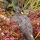 ライチョウ