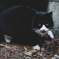 ねこ