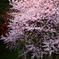 桜爛漫
