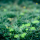 Clover