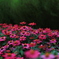 Little garden