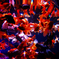 art aquarium