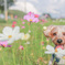 秋とコスモスと愛犬と