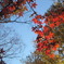 uni Autum