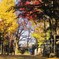 uni Autum