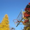 uni Autum