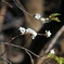 上野の桜