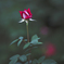 薔薇