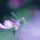 秋桜☆.。.:*・
