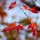 踊る、紅葉