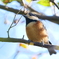 野鳥日和9
