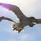 必死に撮影したうみねこ＿新潟笹川流れ