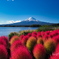 富士山とコキア