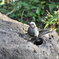 ズーラシアの野鳥
