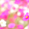 Cosmos field fantasy