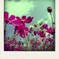 IMG_4575-kabe-pola