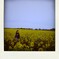 so905ics 138-pola