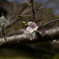 四季桜
