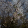 四季桜
