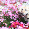 Happiness