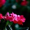 濃い薔薇