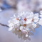 1個の桜