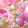 秋桜。