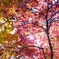 降り注ぐ紅葉と太陽光