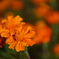 公園の花1