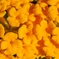 公園の花2