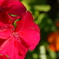 公園の花4