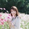 秋桜