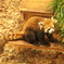 日本平動物園・レッサーパンダ