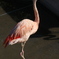 日本平動物園・フラミンゴ