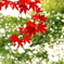 紅一点