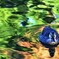 朝の池 (4)